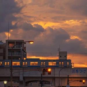 鸽子-西班牙歌曲1643438632239