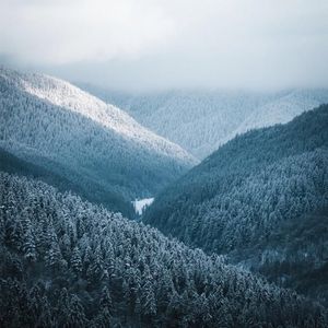 雪落青山影