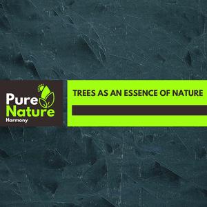 Magical Summer Night Fire Sounds