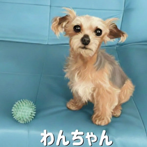 わんちゃん