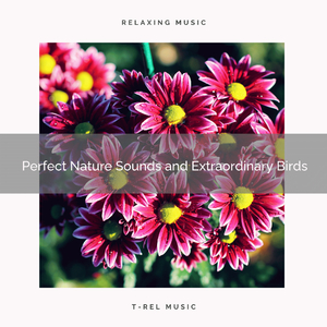 Experience Unique Sleep with Soothing Nature Music for Dreams pt. 1