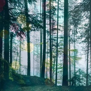 Forest Drill