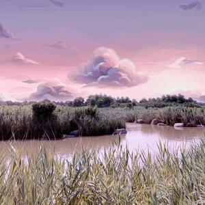 池塘里的微观世界