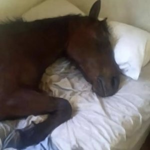 她和我（She＆I）