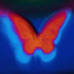 冰蝴蝶 Icy Butterfly