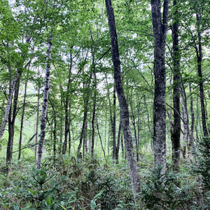 自然音 - 戸隠の森 - 野鳥04B (HPL2)