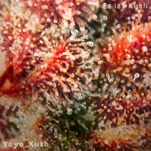 Es ist Kush