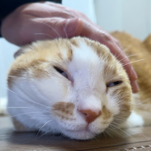 オールバック (Short Ver.)