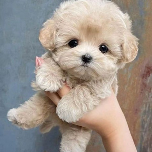 Question...? (sped up)