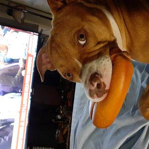 Pistol packing momma (story of a dvd player)