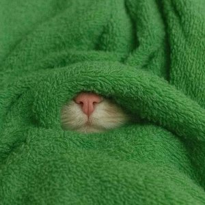 卡农（纯享吉他版）