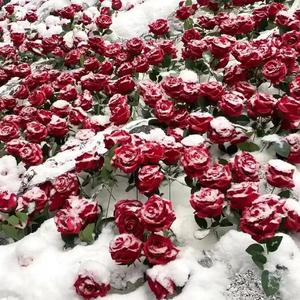 如果早点了解（降调版）