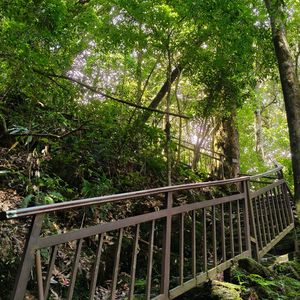 至明春之下的朽木