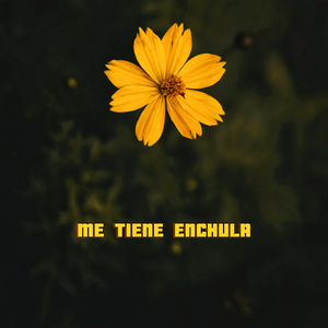 Me Tiene Enchula