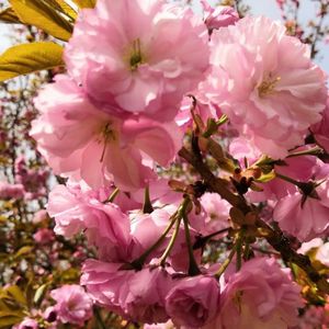 爱的心声纯音乐