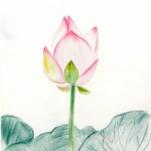 Lotus Pure (feat. Herpburn)