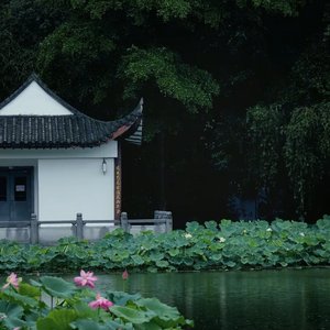 闲庭卧看细雨残荷