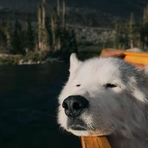 风中的声音