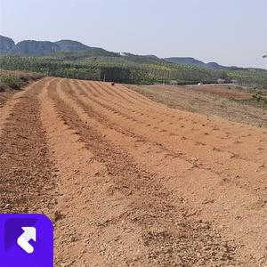 Thunderheart (现场)