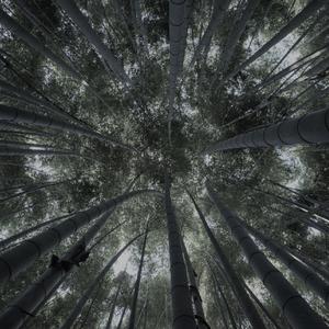 "竹林"(Asian trap beat)