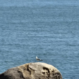 心中想的还是他