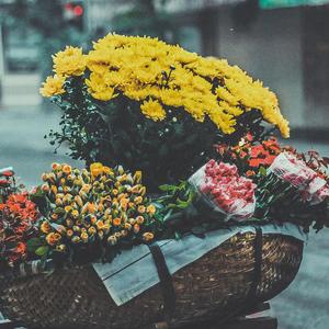 Nathan Evans-Wellerman抖音版（人民的艾力 remix）