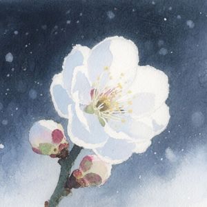 风花雪月