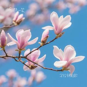 写给辛夷的歌 (Cover 史振宇)