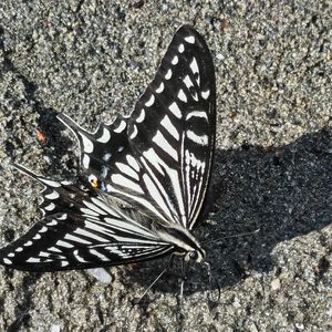 叙事boombap黎明序曲忍者龙剑传电子游戏音乐采样