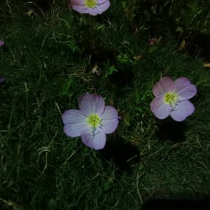 Abandoned-Interstellar（bootleg）（初风ovo remix）