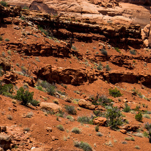 花期不同就静等花开
