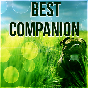 Afternoon in the Park