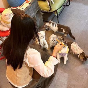 爱的回归线 （Cover：单依纯）