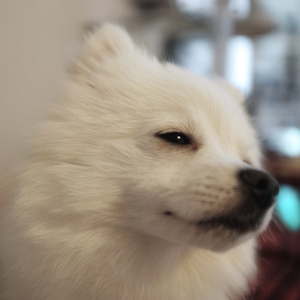 아이고 의미 없다