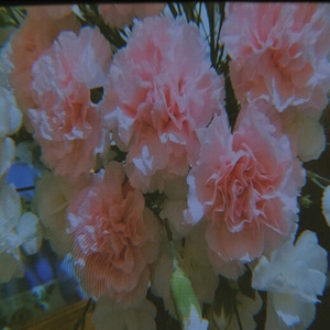 Por Si Se Marchitan las Flores