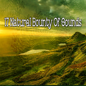 純淨寧靜的森林