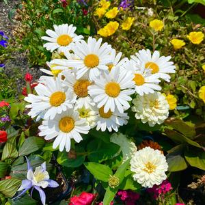 I'm So in Love With You