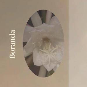 Boranda