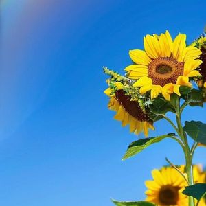 《灵动琴音点亮旅行Vlog》