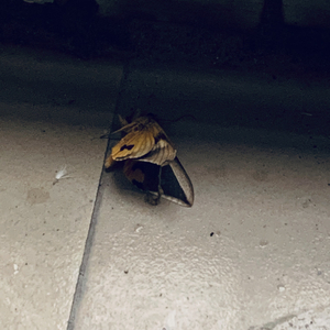 我想要说(cover 蔡旻佑）