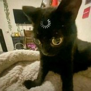 Would You Die for Me (slowed)