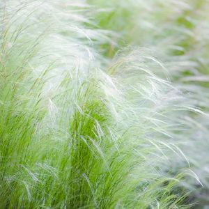 过桥（中元节特辑）