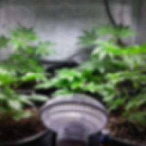 Cannabis