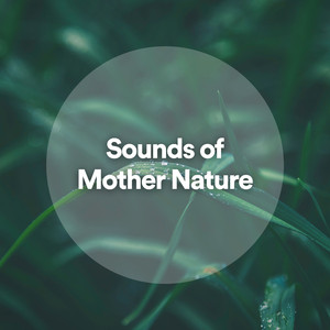 Campfire in Nature Forest