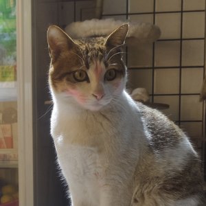 角落花开