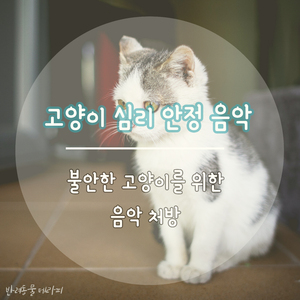 (고양이 심리 안정 음악) 배부른 내 고양이