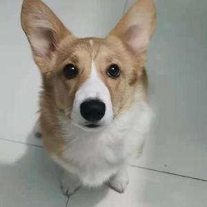 唯一（cover 告五人）