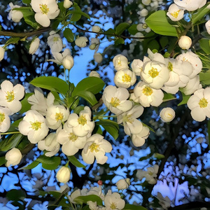 烟花易冷 人易散