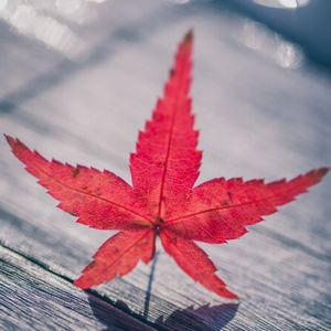 枫叶红时总多离别