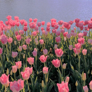 Tulip Mania (Prod.by 关一口)